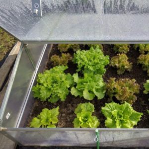 fall lettuce - covered planting columbus oh