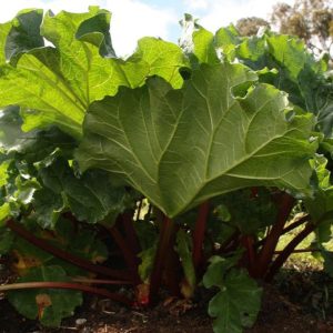 fall rhubarb